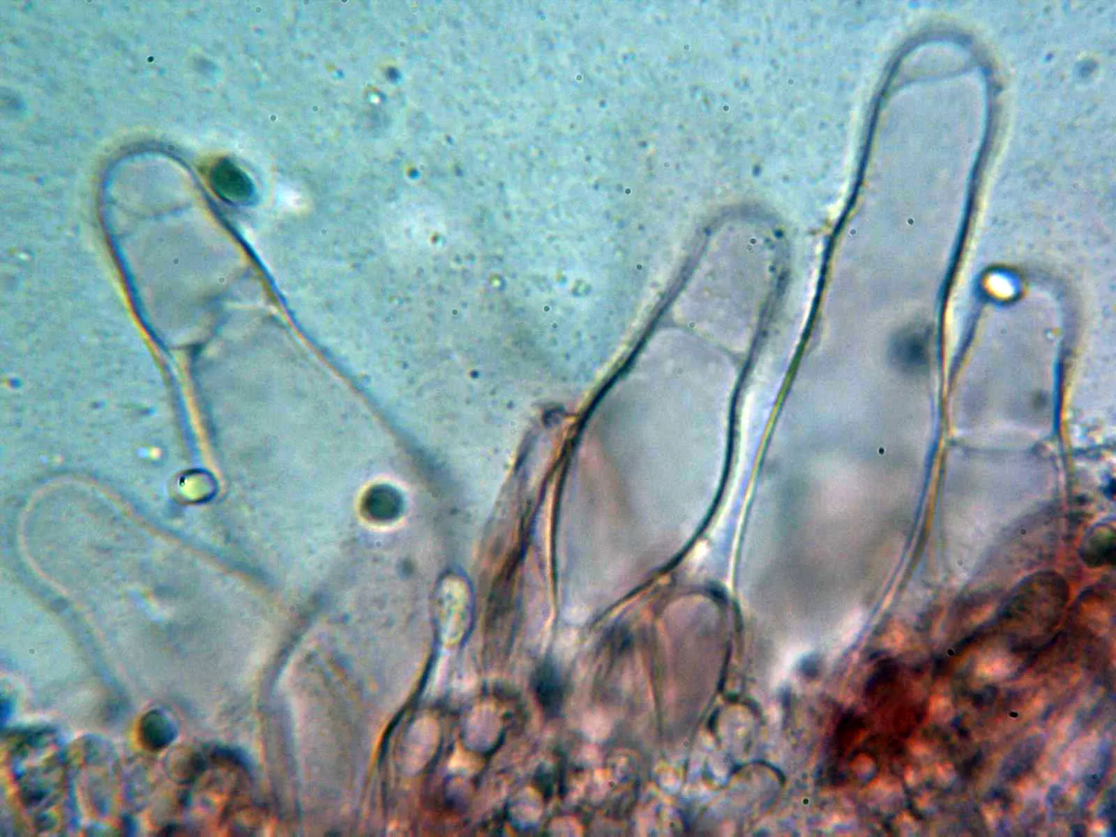 Microscopía de Mycena pura - 10 - Queilocistidios 1